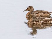 A Couple of Young Bucks or rather "Ducks"