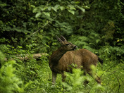 Deer Maplewood Flats