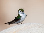 Violet Green Swallow