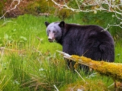 Faced with a Grey Day