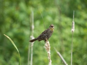 "Hey you! Yes, you!"