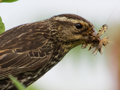 Lunch for the babies
