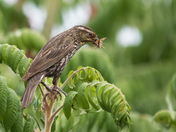 Bringing home the groceries
