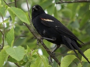 Red-winged blackbird stares back