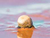 A Snails Spectacular Sunday Swim