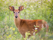 Deer
