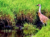 Sandhill Stands Still