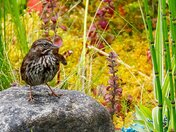 Living in a Giants World