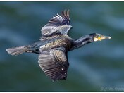 cormorant fly bye 