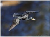 cormorant fly bye 