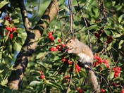 Life is a tree of cherries...