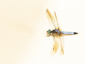 Blue Dasher