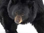 Black Bear