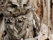 Screech Owl