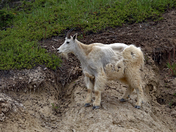 Mountain Goat