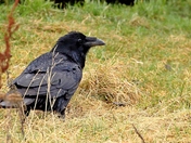 Puff the Magic Raven