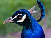 Peacock's head
