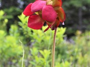 Purple Pitcher Plant
