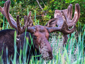 Riding Mountain Moose