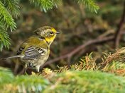 Townsend's Warbler