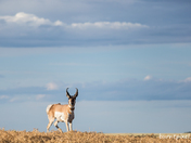 Grasslands Pronghorn