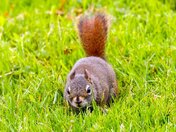 Looking Between the Uprights