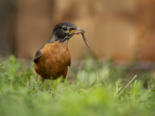 A Robin's Feast