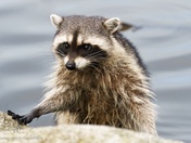 Raccoon