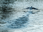 Cormorant Lifting Off