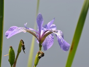 Blue Flag Iris