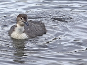 Common Loon