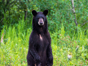 Riding Mountain Black Bear