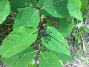 White-spotted Sawyer