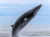 "Liftoff" - Minke Breach