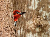 I Can't Talk Right Now