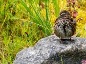 Sitting in His Rock Chair