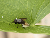 Arnoldshwartzenhorsefly