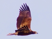 Juvenile Bald Eagle