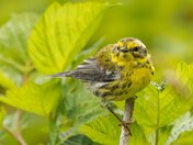 Being Up Front With Me