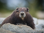 Vancouver Island Marmot keeps an eye out