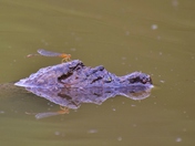 Dragonfly sitting on crocodiles (looking like) head.