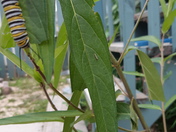 2 caterpillars, look in the centre