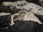 American Pika