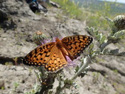 Edwards' Fritillary