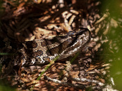 Massasauga Rattlesnake