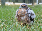 A New Little Neighbour