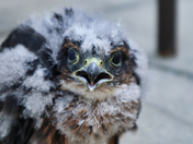 A New Little Neighbour