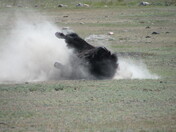 Bison in Grasslands National Park