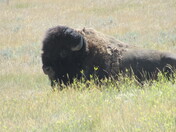 Bison in Grasslands National Park