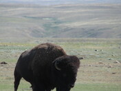 Bison in Grasslands National Park
